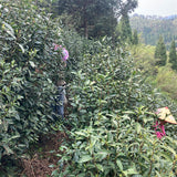 Long Jing