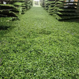 Ancient Tree White Tea Cake
