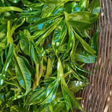 Ancient Tree Wild Forest white tea pure bud 