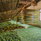 Ancient Tree White Tea Cake