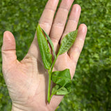 Gu shu Shu Pu-erh Big Leaf 