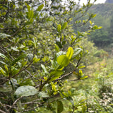 Gu shu Shu Pu-erh Big Leaf 