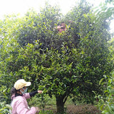 Gu shu Shu Pu-erh Big Leaf