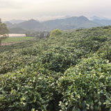 Long Jing