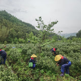Huoshan Huang Da Cha
