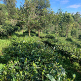 Yunnan Golden Tip