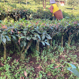 Yunnan Golden Tip