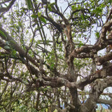 Ancient Tree White Tea Cake
