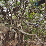 Ancient Tree White Tea Cake