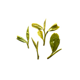 Long Jing